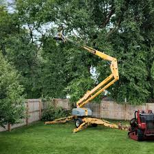 Professional Tree Removal and Landscaping Services in Salix, PA